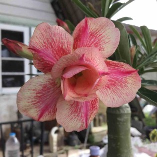 Adenium obesum cv.Sai thong