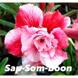 Adenium obesum cv.Sap som boon