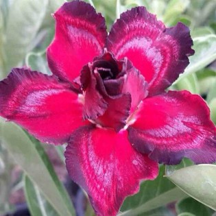 Adenium obesum cv.Sing Black