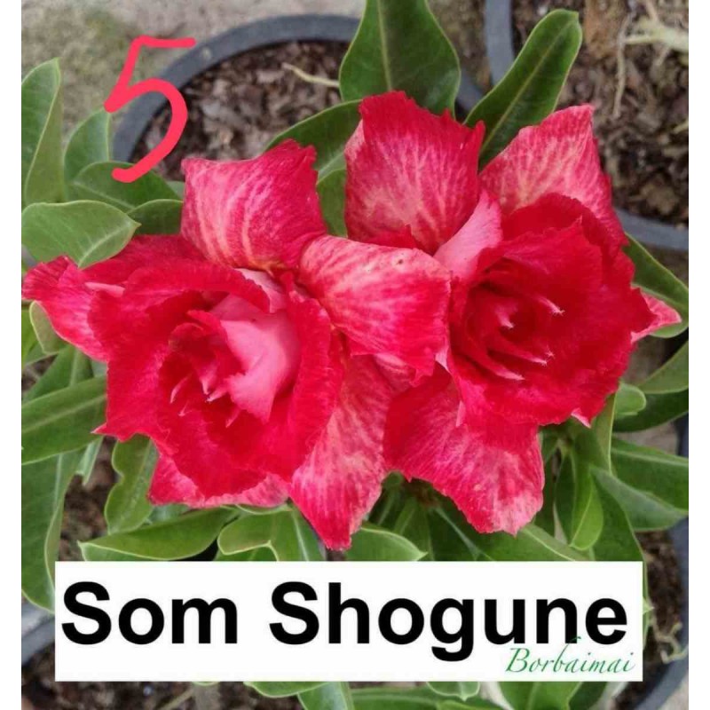 Adenium obesum cv.Som Shogune