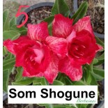 Adenium obesum cv.Som Shogune
