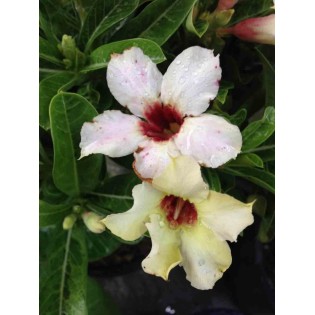 Adenium obesum cv.Summer snow
