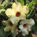 Adenium obesum cv.Summer snow