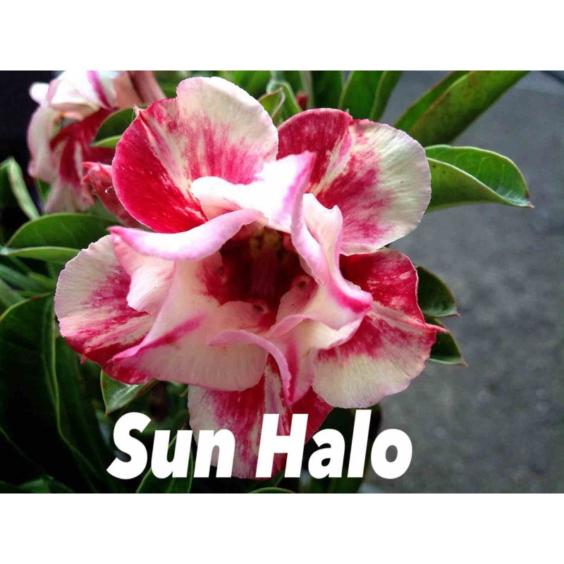 Adenium obesum cv.Sun hallo