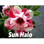 Adenium obesum cv.Sun hallo