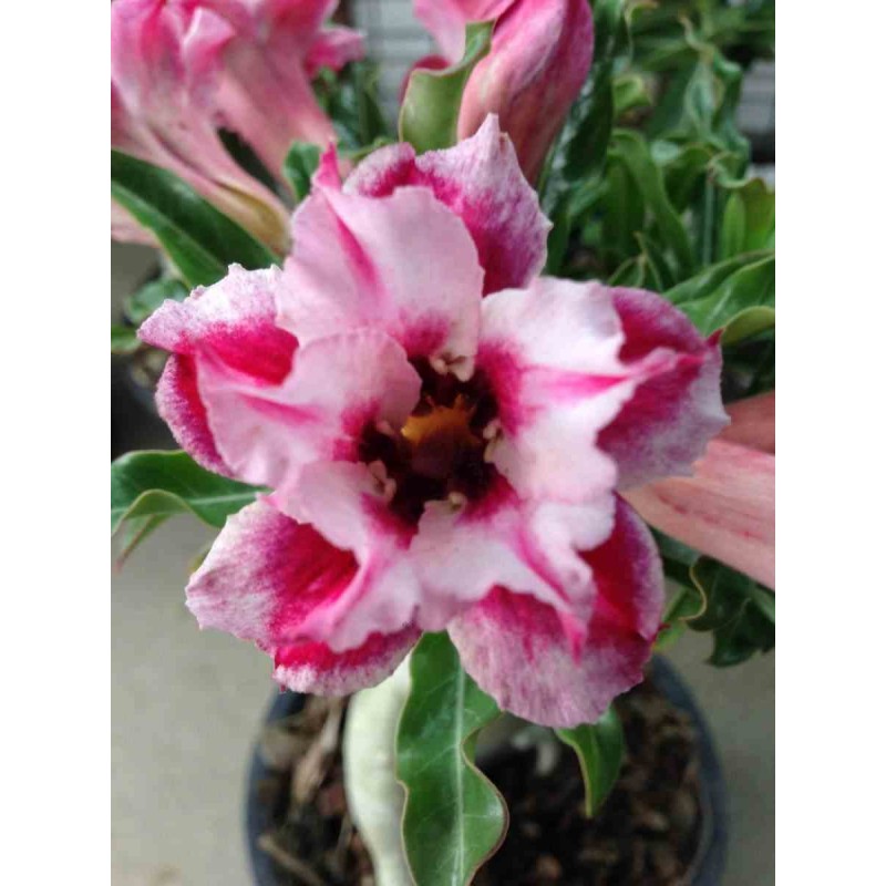 Adenium obesum cv.Super star