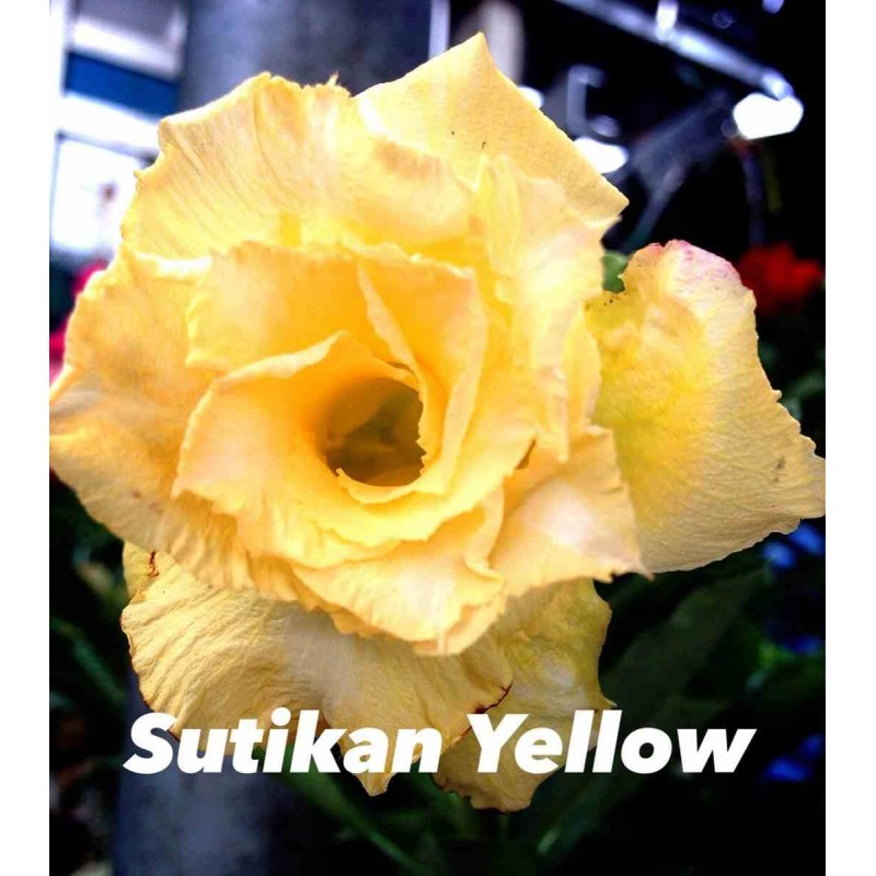 Adenium obesum cv.Sutikarn Yellow