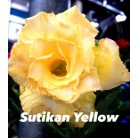 Adenium obesum cv.Sutikarn Yellow