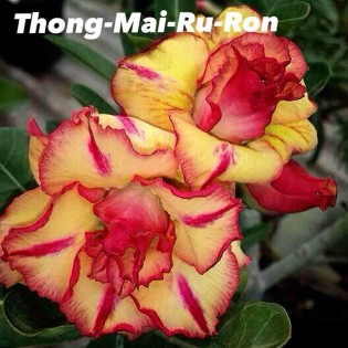 Adenium obesum cv.Thong mai ru ron