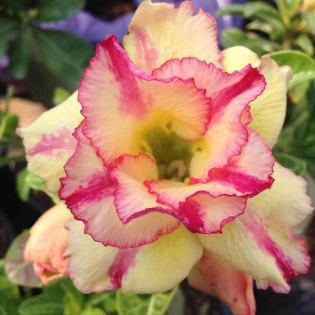 Adenium obesum cv.Thong Yod