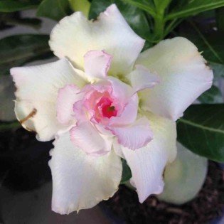 Adenium obesum cv.Tivanon Blanc