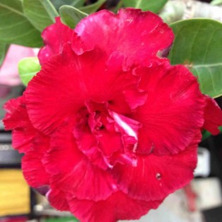 Adenium obesum cv.Triple red