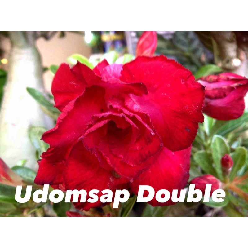 Adénium obésum cv. Udomsap Double