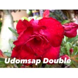 Adénium obésum cv. Udomsap Double