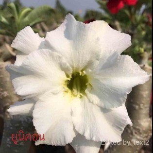 Adenium obesum cv. Unicorn