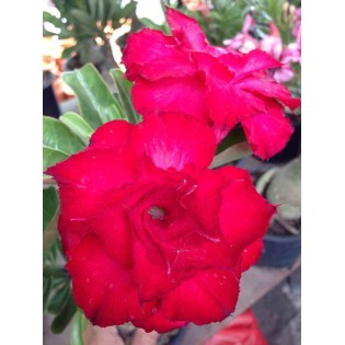 Adenium obesum cv. Veitnum red