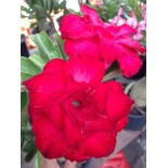 Adenium obesum cv. Veitnum red