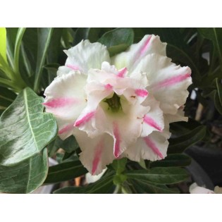 Adenium obesum cv. White rabbit