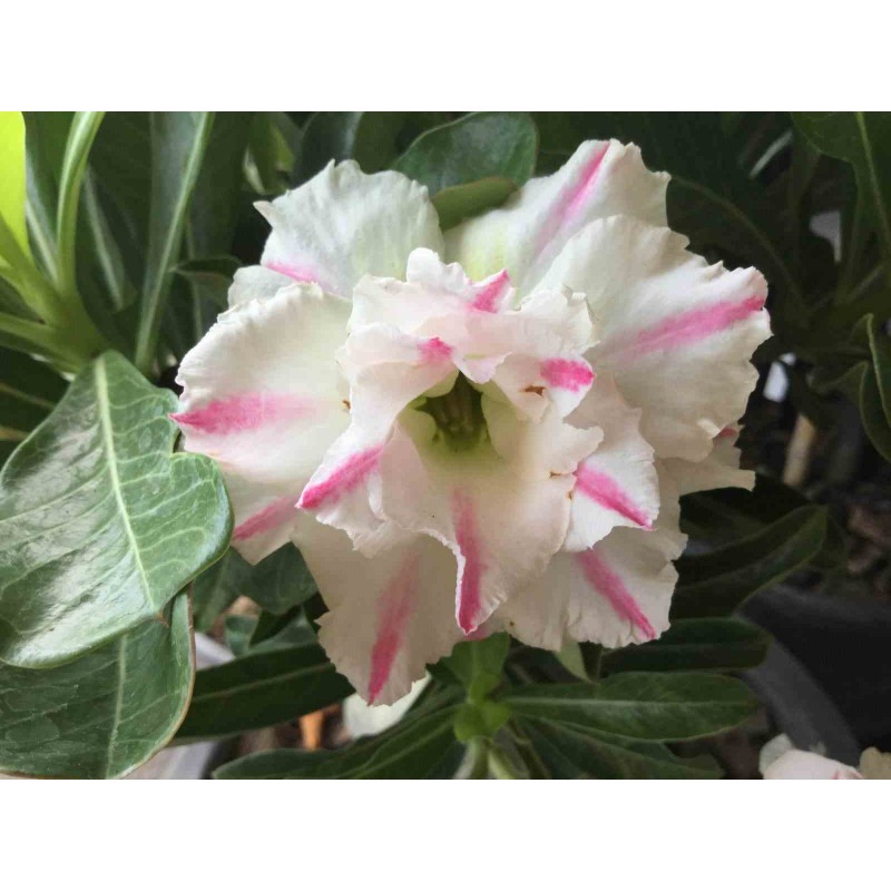 Adenium obesum cv. White rabbit