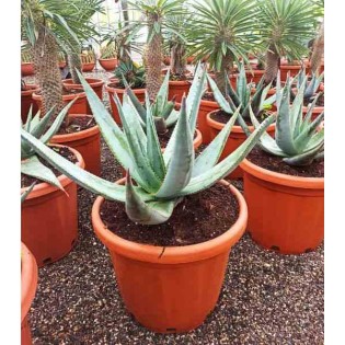 Aloe ferox (Aloes du cap)