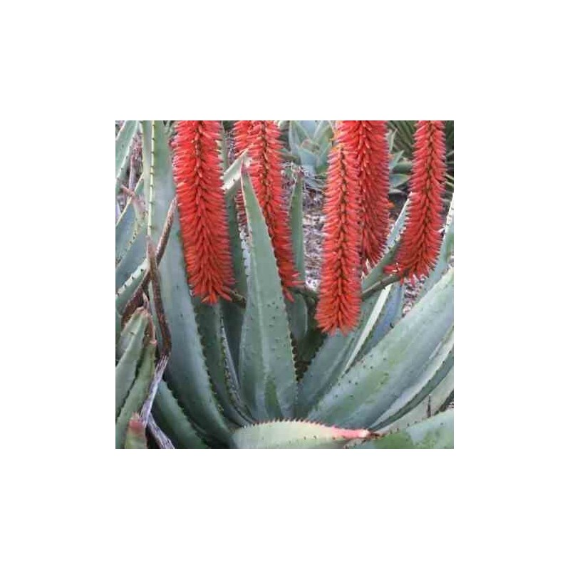 Aloe ferox (Aloes du cap)