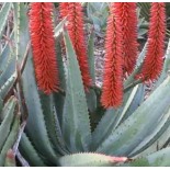 Aloe ferox (Aloes du cap)