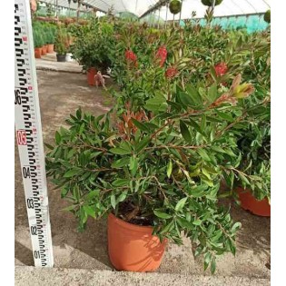 Callistemon citrinus cv. Splendens