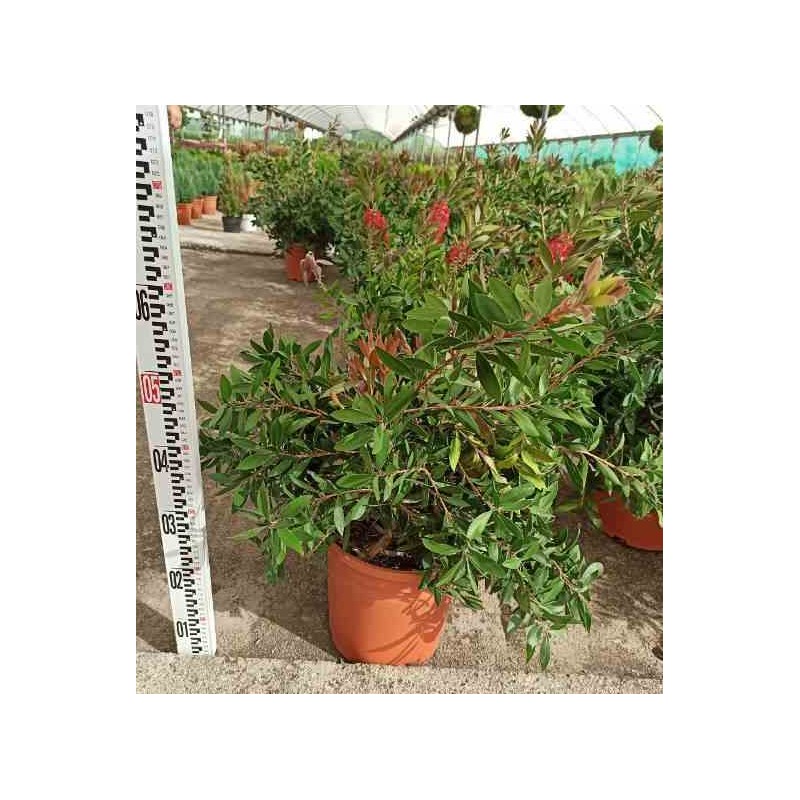 Callistemon citrinus cv. Splendens
