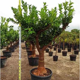 Citrus sinensis (oranger)