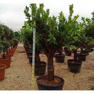 Citrus sinensis (oranger)