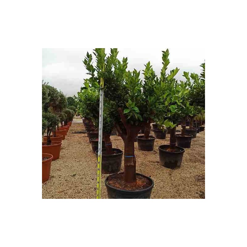 Citrus sinensis (oranger)