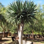 Dracaena draco (Dragonnier des canaries)