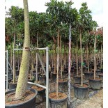 Eriobotrya japonica 'Coppertone'