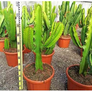 Euphorbia candelabrum