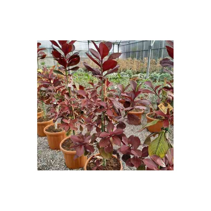 Euphorbia umbellata (lait d'afrique)