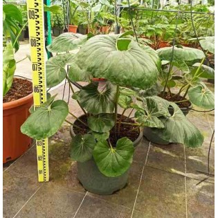 Ligularia tussilaginea (plante panthère)