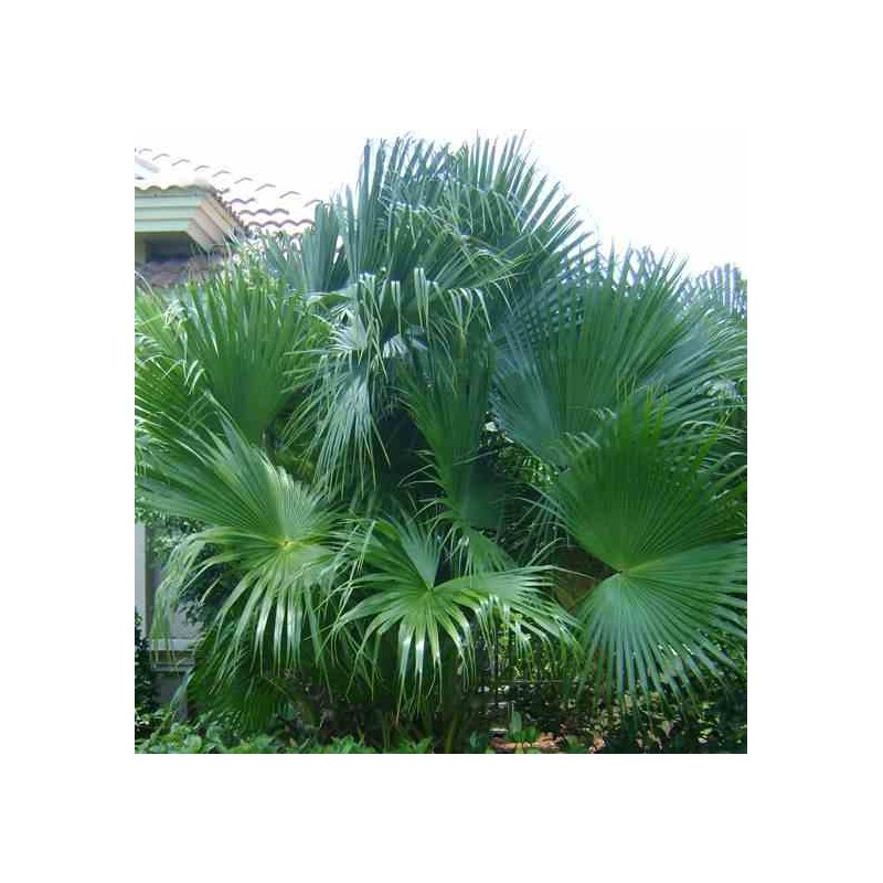 Livistona chinensis (palmier éventail chinois)