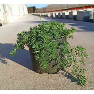 Lotus berthelotii (Bec de perroquet )