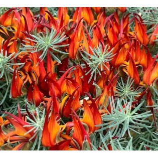 Lotus berthelotii (Bec de perroquet)