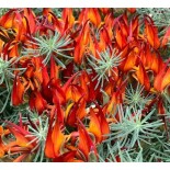 Lotus berthelotii (Bec de perroquet )