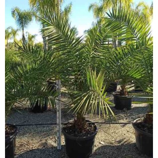 Phoenix canariensis