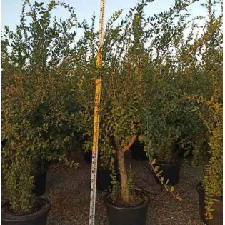 Punica granatum (Grenadier à fruits)