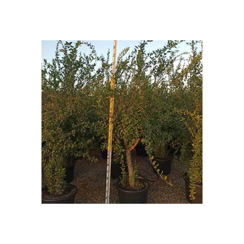 Punica granatum (Grenadier à fruits)