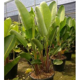 Strelitzia augusta ou strelitzia alba (Oiseaux du paradis géant)