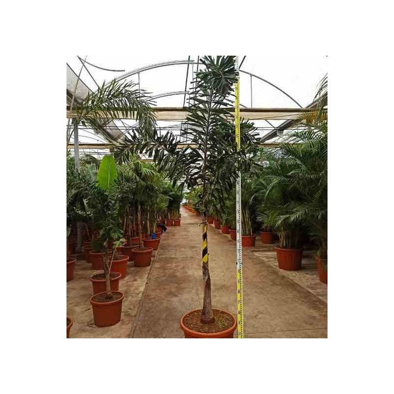 Wodyetia bifurcata (palmier queue de renard)