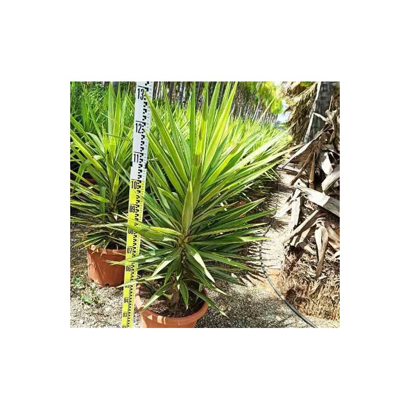 Yucca Elephantipes 'Jewel' (Yucca pied d'éléphant)