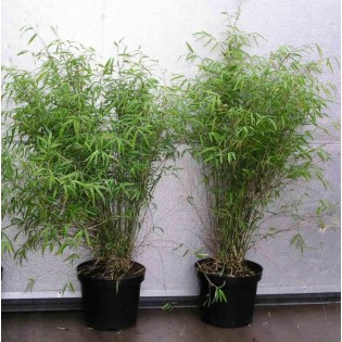 Fargesia angustissima