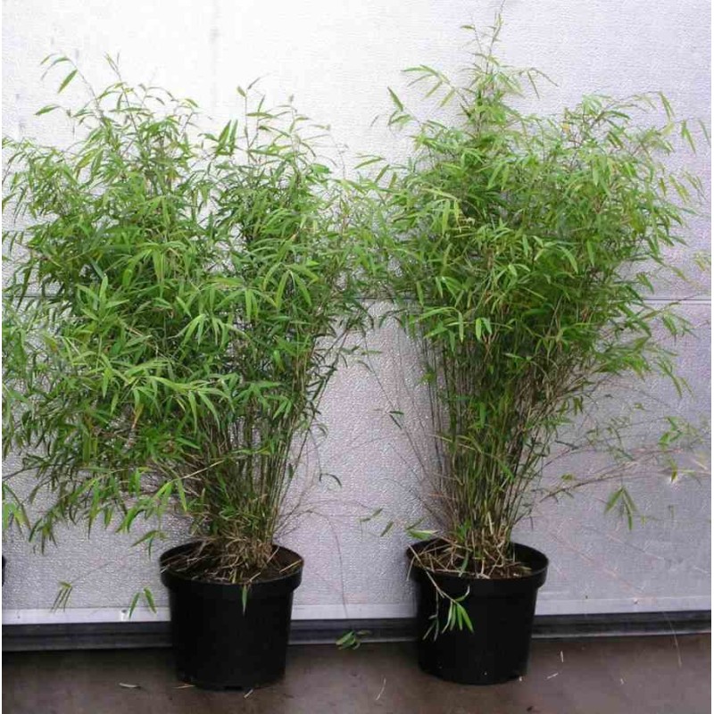 Fargesia angustissima