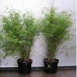 Fargesia angustissima