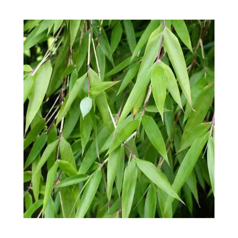 Fargesia denudata 'Xian 2' (Bambou non traçant)